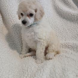 Lacy - White female Poodle puppy in Blanch, North Carolina from Faithful Hearts Kennel