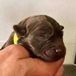 Lime collar - Chocolate male Labrador Retriever puppy in Ocala, Florida from SoFlo Labradors