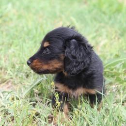 Crane (health tested parents ) - Black and tan male Dachshund puppy in Midland, Texas from The Barefield Doxies