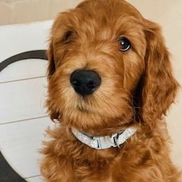 Boy 4 - Red  Goldendoodle puppy in Los Alamitos, California from Given Doodles