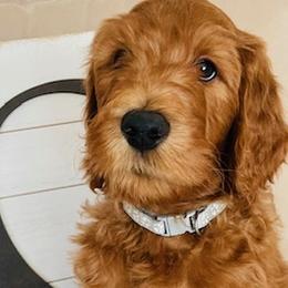 Boy 4 - Red  Goldendoodle puppy in Los Alamitos, California from Given Doodles
