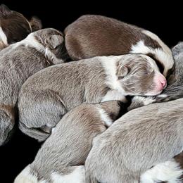 Blossom - Lilac female Border Collie puppy in Cedar Springs, Michigan from Lyncroft Border Collies