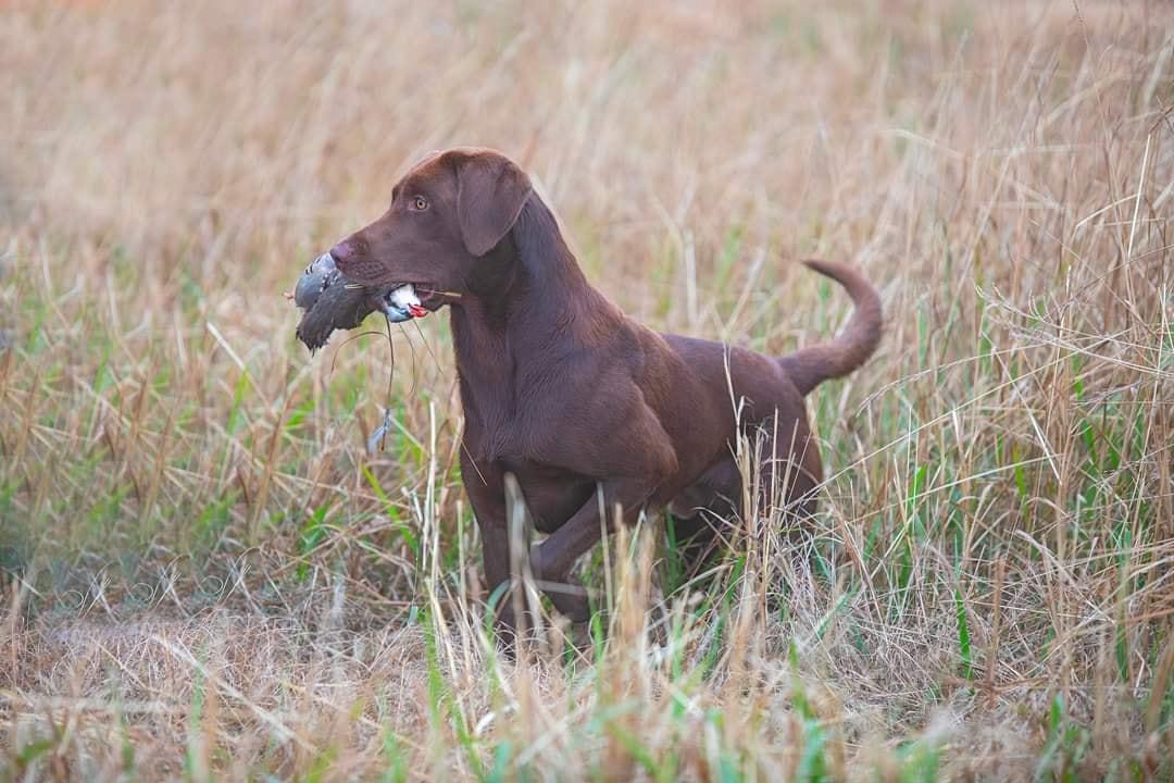 Buck