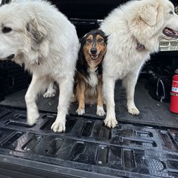 Great Pyrenees All Grown Up from McCarthy Ranchette