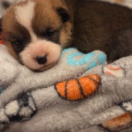 Clover - Sable female Pembroke Welsh Corgi puppy in Mouth Of Wilson, Virginia from Holly Ridge Aussies, Aussiedoodles & Corgis