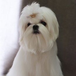 ANGEL - Maltese