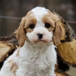 Bernedoodle and Cavapoo Puppies from Lawler’s Legacy Litters