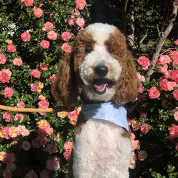 Benny - Poodle