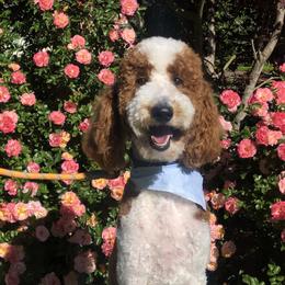 Benny - Poodle