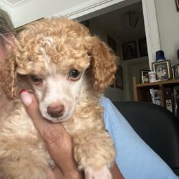 Colin - Red  male Poodle puppy in Winter Haven, Florida from Herdez’s Poodles