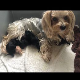 Millie - Yorkshire Terrier