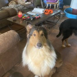 Sabor - Collie