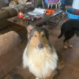 Sabor - Collie