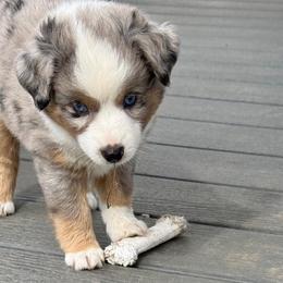 FERB - Blue merle male Toy Australian Shepherd puppy in Syracuse, Indiana from Klenke Toy Aussies