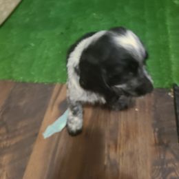 English Springer Spaniel Puppies from Savannah River Springers