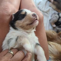Australian Shepherd Puppies from Long Mt Aussies