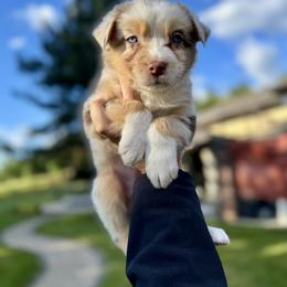 Girl 5 - female Australian Shepherd puppy in Washington from LIT Australian Shepherds