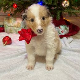 Sadie - Sable merle Collie puppy in Waterville, Iowa from Lisa’s Lassies
