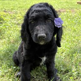 Golden Mountain Doodle Puppies from Turpin Ranch