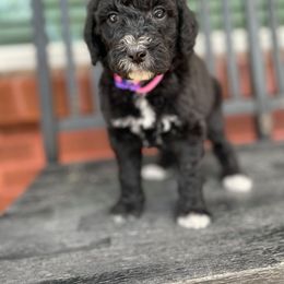 Bernedoodle Puppies from Coco Avenue Pups