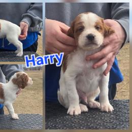 Boy 3 - Red and white male Irish Red and White Setter puppy in Glenwood City, Wisconsin from NyaStar