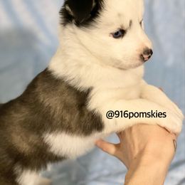 Pomsky Puppies from 916 Pomskies