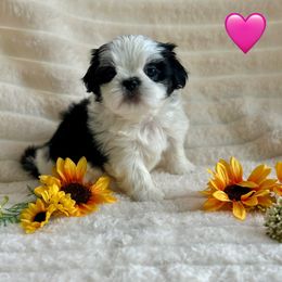 Minnie - Black and tan female Shih Tzu puppy in Kettering, Ohio from LaDawn’s Little Lions