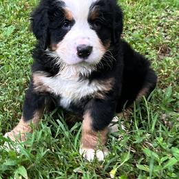Ranger OFA - Black rust and white male Bernese Mountain Dog puppy in Strasburg, Ohio from Lois Allison