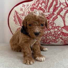 Black collar male - Red  male Goldendoodle puppy in Ridgewood, New Jersey from Jessie’s Doodles
