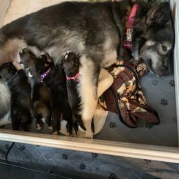 Siberian Husky Puppies from TRUHUSKY SIBERIANS