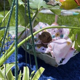 Poodle Puppies from Red toy poodles