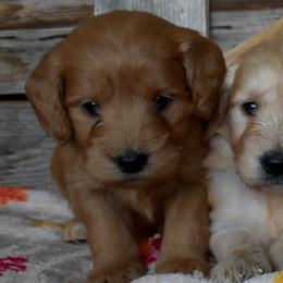 Female 1 of 5 - Apricot female Goldendoodle puppy in Macedon, New York from Toodles Goldendoodles