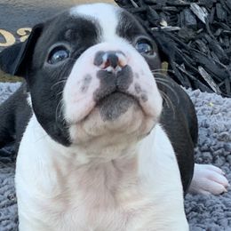 Lake - Black and white Boston Terrier puppy in Elkview, West Virginia from Almost Heaven Boston Terriers