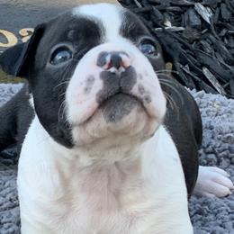 Lake - Black and white Boston Terrier puppy in Elkview, West Virginia from Almost Heaven Boston Terriers