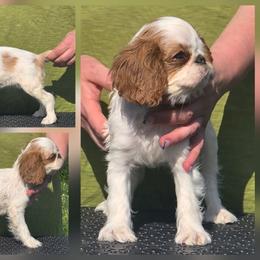 Charisma's sweet sensation - Red and white female English Toy Spaniel puppy in Glenwood City, Wisconsin from NyaStar
