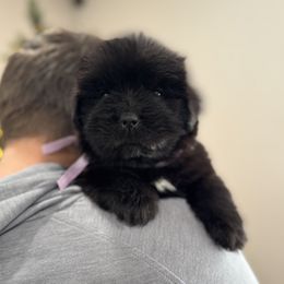 Purple - Black female Newfoundland puppy in Nevis, Minnesota from Faithful Acres Newfs