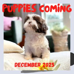 Shih Tzu puppies from Rollins Farms Shih Tzus
