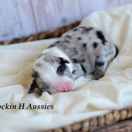 Bmm 3 - Blue merle male Toy Australian Shepherd puppy in Russellville, Arkansas from Rockin H Aussies