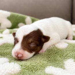 Olive - Female - White and red female Border Collie puppy in Avery, Texas from Willa Creek Border Collies