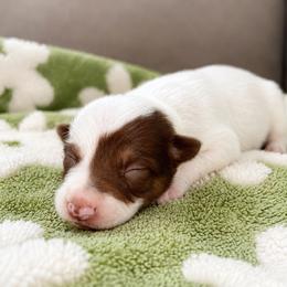 Olive - Female - White and red female Border Collie puppy in Avery, Texas from Willa Creek Border Collies