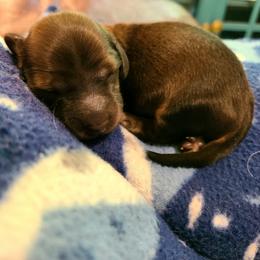 Jessie - Red male Dachshund puppy in Waynesboro, Tennessee from Owl Hollow Farm Miniature Dachshunds