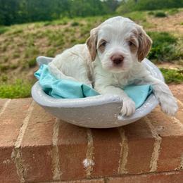 Hopper - Parti male Goldendoodle puppy in Taylorsville, North Carolina from Doggone Dixie Doodles