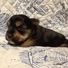 Ella - Black and tan female Yorkshire Terrier puppy in Walker, Louisiana from Precious Yorkies