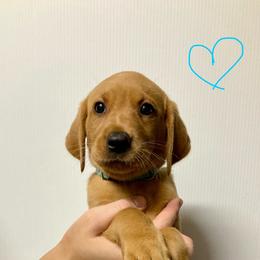 Teal - Yellow female Labrador Retriever puppy in Newaygo, Michigan from Royal Oak Gundogs