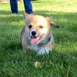 Boy 3 Bowen - Red male Pembroke Welsh Corgi puppy in Corvallis, Montana from Montana Corgi Corral