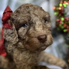 Double Doodles from Happy Heart Doodles