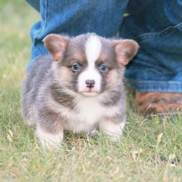 Boy 2 - Gray and white male American Corgi puppy in Clovis, New Mexico from Sweet & Salty Cowdogs