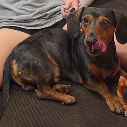 Ollie - Dachshund