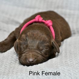 Pink Female - Chocolate female Labrador Retriever puppy in Mississippi from Sure Shot English Labs
