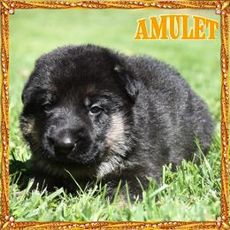 AMULET - Black and tan female German Shepherd puppy in Murrieta, California from Diamond Oaks German Shepherds